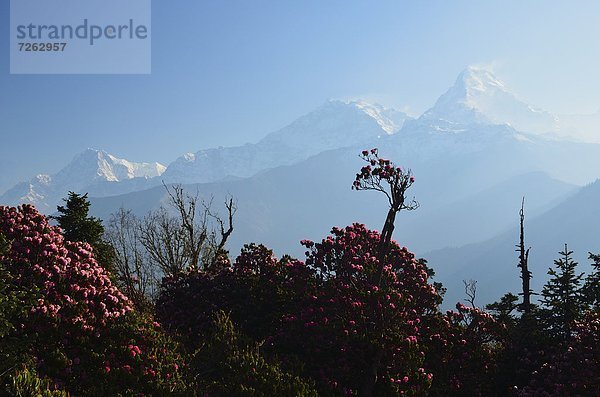 Hügel  Himalaya  Annapurna  Asien  Nepal  Rhododendron