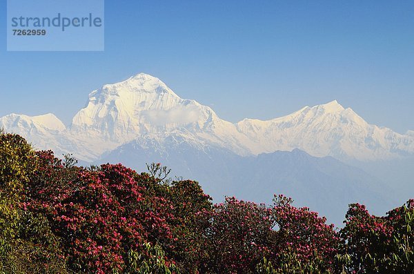 Hügel  Himalaya  Asien  Nepal  Rhododendron