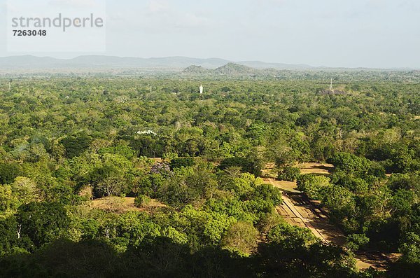 klar  Felsbrocken  Löwe  Panthera leo  Ansicht  UNESCO-Welterbe  Asien  Sigiriya  Sri Lanka