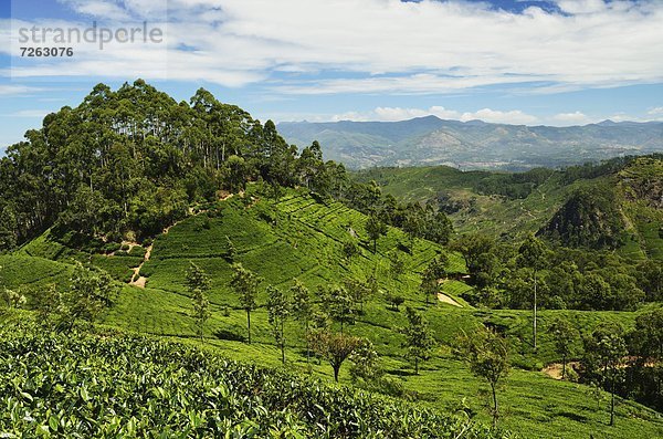 Sitzmöbel  Ansicht  Plantage  Asien  Sitzplatz  Sri Lanka  Tee