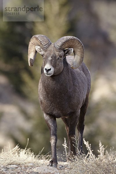 Vereinigte Staaten von Amerika  USA  Schaf  Ovis aries  Nordamerika  Dickhornschaf  Ovis canadensis  Colorado