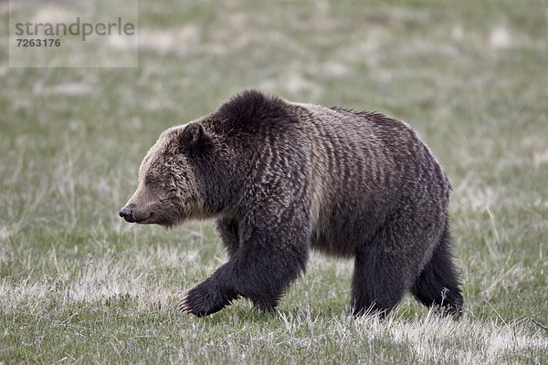 Vereinigte Staaten von Amerika  USA  Grizzlybär  ursus horibilis  Grizzly  gehen  Nordamerika  Yellowstone Nationalpark  Bär  Wyoming