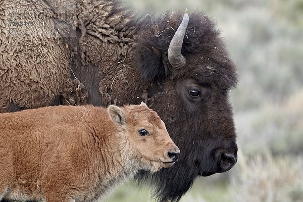 Vereinigte Staaten von Amerika  USA  frontal  Nordamerika  Yellowstone Nationalpark  Mutter - Mensch  Bison  Kalb  Wyoming