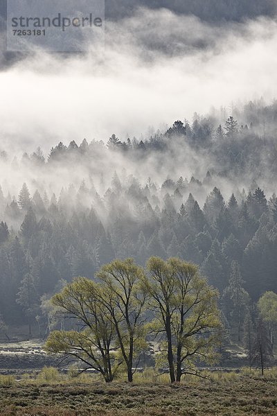 Vereinigte Staaten von Amerika  USA  Baum  Nebel  Mehrere Gegenstände  Gruppe von Gegenständen  Nordamerika  immergrünes Gehölz  UNESCO-Welterbe  Yellowstone Nationalpark  Wyoming