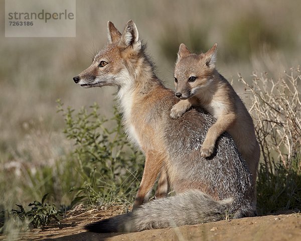 Vereinigte Staaten von Amerika  USA  Geschwindigkeit  Nordamerika  Gegenstand  Pawnee National Grassland  klettern  Colorado  Fuchs