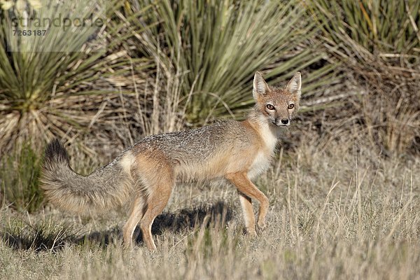 Vereinigte Staaten von Amerika  USA  Geschwindigkeit  Jagd  Nordamerika  Pawnee National Grassland  Colorado  Fuchs