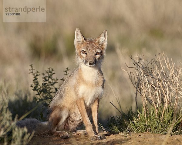 Vereinigte Staaten von Amerika  USA  Geschwindigkeit  Nordamerika  Höhle  Pawnee National Grassland  Colorado  Fuchs