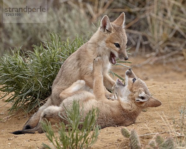 Vereinigte Staaten von Amerika  USA  Geschwindigkeit  Nordamerika  Gegenstand  Pawnee National Grassland  Colorado  Fuchs  spielen