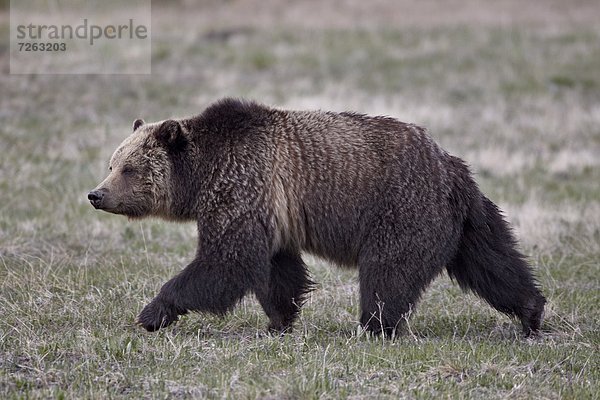Vereinigte Staaten von Amerika  USA  Grizzlybär  ursus horibilis  Grizzly  gehen  Nordamerika  Yellowstone Nationalpark  Bär  Wyoming