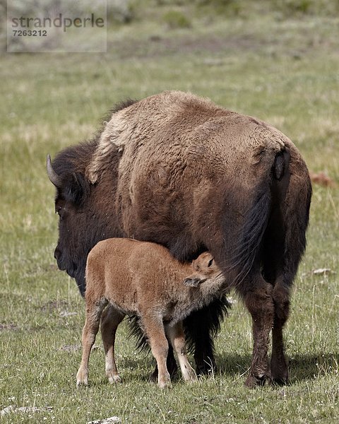 Vereinigte Staaten von Amerika  USA  Hausrind  Hausrinder  Kuh  Nordamerika  Sorge  Yellowstone Nationalpark  Bison  Kalb  Kuh  Wyoming