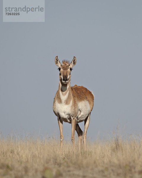 Vereinigte Staaten von Amerika  USA  Nordamerika  Pawnee National Grassland  Colorado