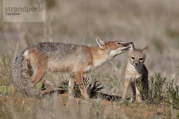 Vereinigte Staaten von Amerika  USA  Geschwindigkeit  Nordamerika  Hygiene  Gegenstand  Pawnee National Grassland  Colorado  Fuchs