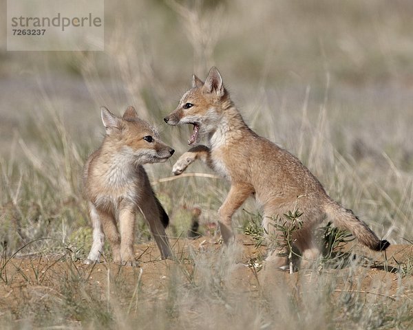 Vereinigte Staaten von Amerika  USA  Geschwindigkeit  Nordamerika  Gegenstand  Pawnee National Grassland  Colorado  Fuchs  spielen