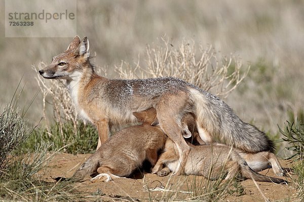 Vereinigte Staaten von Amerika  USA  4  Geschwindigkeit  Nordamerika  Gegenstand  Höhle  Sorge  Pawnee National Grassland  Colorado  Fuchs