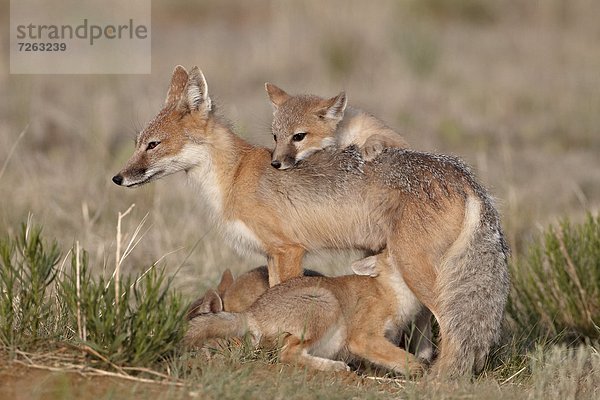 Vereinigte Staaten von Amerika  USA  Geschwindigkeit  Nordamerika  3  Gegenstand  Sorge  Pawnee National Grassland  Colorado  Fuchs