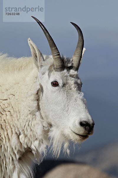 Vereinigte Staaten von Amerika  USA  Nordamerika  Colorado  Mount evans