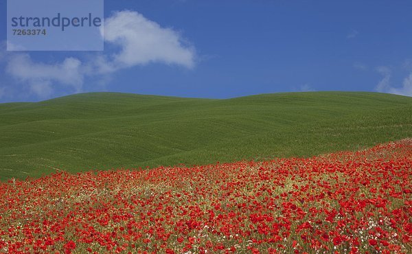 nahe  Europa  Hügel  grün  rot  Mohn  Italien  Pienza  Toskana