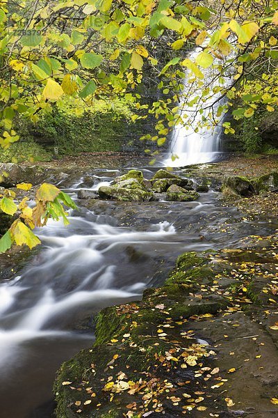 Europa  Großbritannien  Herbst  Wasserfall  Laub  Powys  Wales