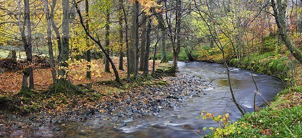 Laubwald  Europa  Großbritannien  fließen  Fluss  Herbst  Laubbaum  Cumbria  England