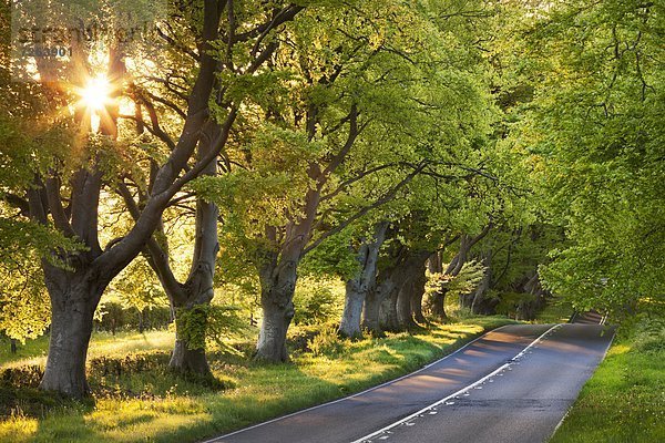 Europa  Sonnenstrahl  Abend  Baum  Großbritannien  Fernverkehrsstraße  Menschenreihe  Buche  Buchen  Dorset  England