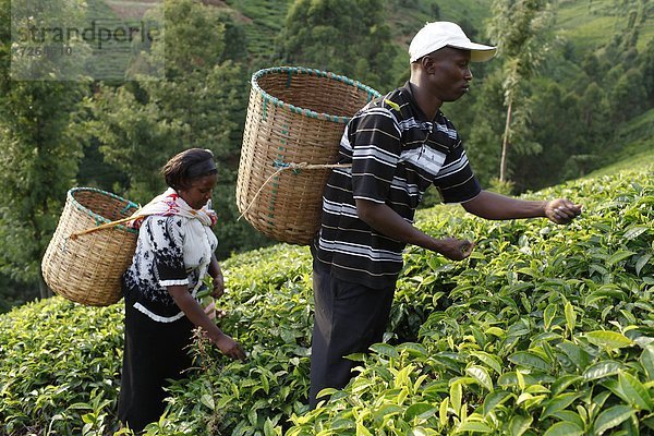 Ostafrika  Ehefrau  Bauer  aufheben  Afrika  Kenia  Lincoln  Tee