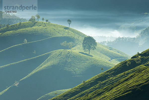 Morgen  über  Dunst  früh  Plantage  Asien  Indien  Kerala  Tee