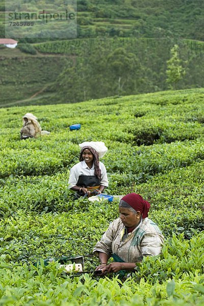 aufheben  Plantage  Asien  Indien  Kerala  Tee