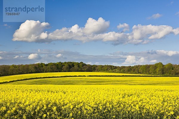 Europa  Großbritannien  Feld  Yorkshire and the Humber  Frühling  Raps  Brassica napus  England  West Yorkshire