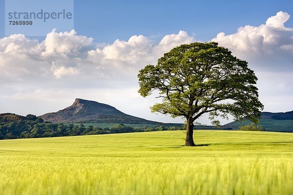 entfernt  Europa  Baum  Großbritannien  Feld  Yorkshire and the Humber  Gerste  Einsamkeit  England  North Yorkshire  verzieren  Verzierung  Garnierung  garnieren