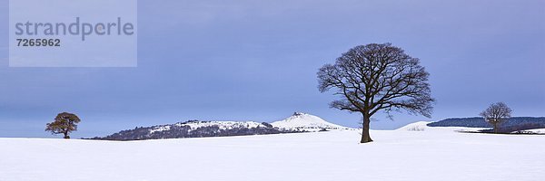 entfernt  Europa  Winter  bedecken  Baum  Großbritannien  Feld  Yorkshire and the Humber  England  North Yorkshire  Schnee  verzieren  Verzierung  Garnierung  garnieren