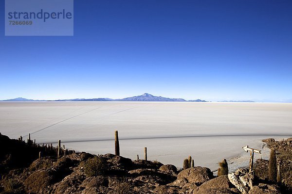 Kaktus  Bolivien  Speisesalz  Salz  Südamerika