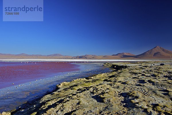 See  seicht  Süden  Tier  Anden  Naturschutzgebiet  Bolivien  Speisesalz  Salz  Südamerika