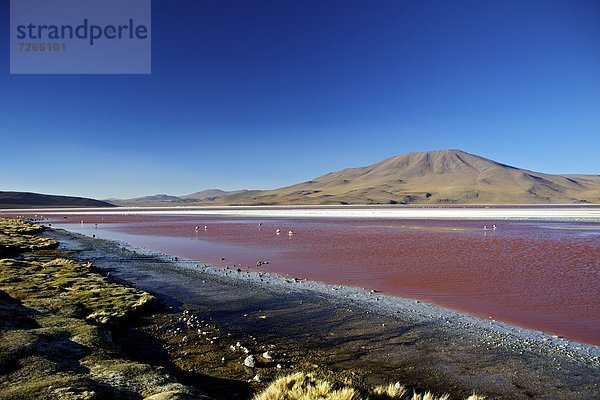 rot  Tier  Anden  Naturschutzgebiet  Flamingo  Bolivien  Lagune  Südamerika
