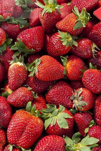 Europa  Morgen  Erdbeere  Mallorca  verkaufen  Balearen  Balearische Inseln  Markt  Pollenca  Spanien  Sonntag