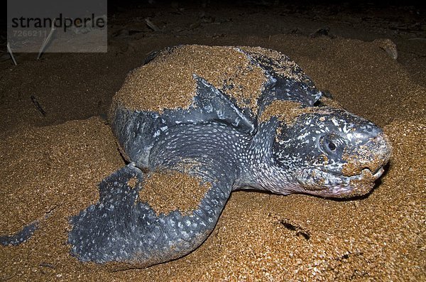 Ansicht Landschildkröte Schildkröte frontal Lederschildkröte Dermochelys coriacea Guyana Südamerika