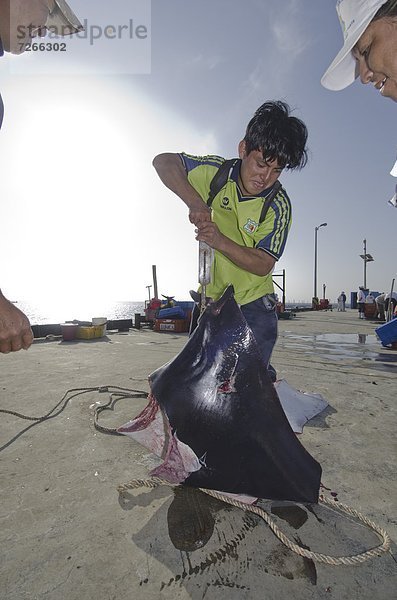 Fischerei  fangen  Richtung  Vielfalt  Peru  Südamerika