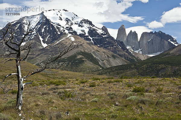 Blick auf die steilen Gipfel der Granitberge Torres del Paine  Nationalpark Torres del Paine  Region Magallanes Antartica  Patagonien  Chile  Südamerika  Lateinamerika  Amerika