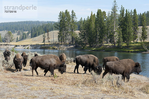 Herde  Amerikanische Bisons (Bison bison) am Fluss Yellowstone River  Yellowstone-Nationalpark  Wyoming  USA  Vereinigte Staaten von Amerika  Nordamerika
