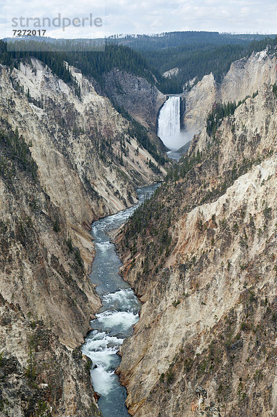 Blick vom Aritist Point auf Wasserfall Lower Falls und Yellowstone River  Grand Canyon of the Yellowstone  Yellowstone-Nationalpark  Wyoming  USA  Vereinigte Staaten von Amerika  Nordamerika