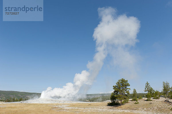 Heiße Quelle  versiegende Eruption  Geysir  Wasserdampf gegen blauen Himmel  Old Faithful  Upper Geyser Basin  Yellowstone Nationalpark  Wyoming  Westen der USA  Vereinigte Staaten von Amerika  Nordamerika