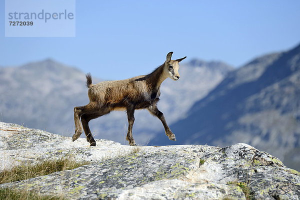 Junge Gämse (Rupicapra rupicapra) springt über Felsen  Wallis  Schweiz  Europa