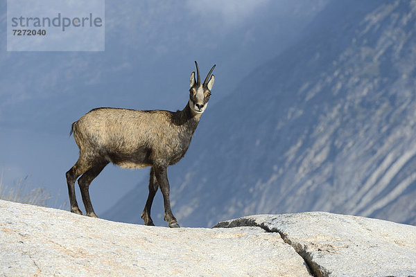 Gämse (Rupicapra rupicapra)  weiblich  in winterlicher Färbung  Wallis  Schweiz  Europa