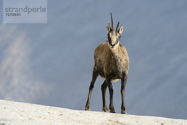 Gämse (Rupicapra rupicapra)  Wallis  Schweiz  Europa