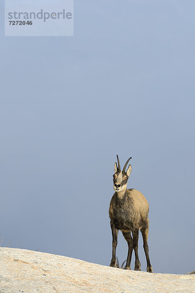 Gämse (Rupicapra rupicapra)  weiblich  Wallis  Schweiz  Europa