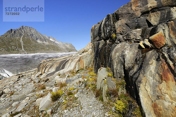 Großer Aletschgletscher  hinten Olmenhorn  UNESCO Weltnaturerbe Schweizer Alpen Jungfrau-Aletschn  Goms  Wallis  Schweiz  Europa