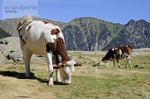 Grasende Kühe an dem Lac de Gaube  See  Cauterets  Midi Pyrenees  Pyrenäen  Nationalpark  Gebirgslandschaft  Departement Hautes-Pyrenees  Frankreich  Europa  ÖffentlicherGrund