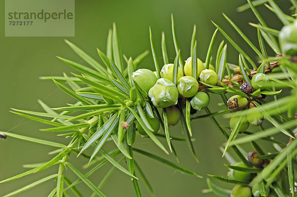 Gemeiner Wacholder oder Heide-Wacholder (Juniperus communis)  Ast mit Früchten  Lüneburger Heide  Niedersachsen  Deutschland  Europa
