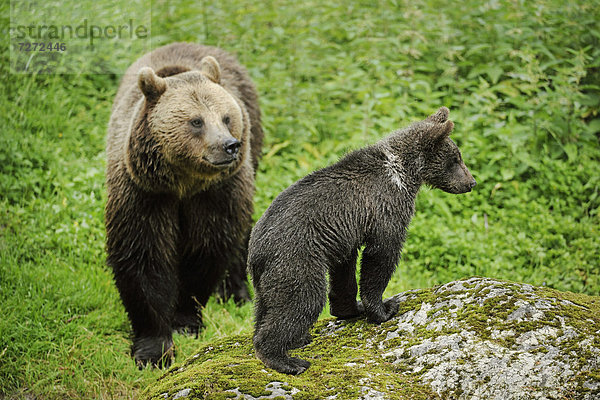 Europäischer Braunbär (Ursus arctos)  Jungtier und Muttertier  Tierfreigelände im Nationalpark Bayerischer Wald  Bayern  Deutschland  Europa