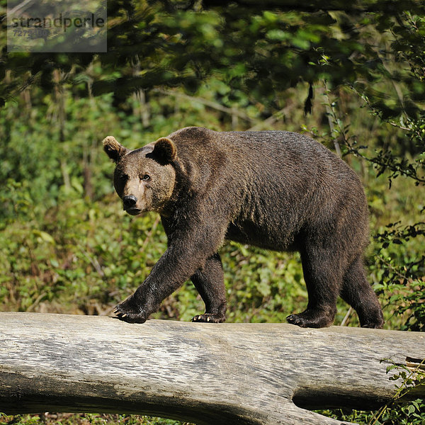 Europäischer Braunbär (Ursus arctos) läuft über einen Baumstamm  Tierfreigelände im Nationalpark Bayerischer Wald  Bayern  Deutschland  Europa