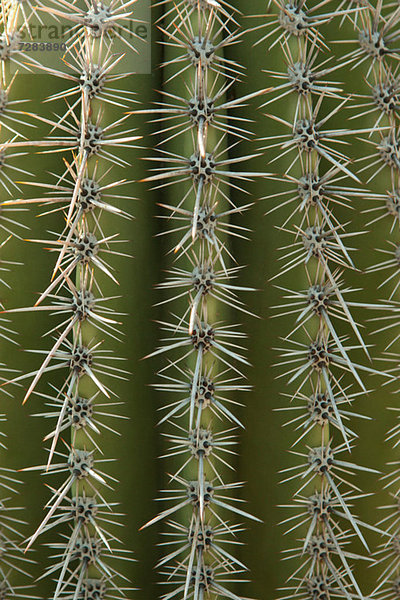 Nahaufnahme der Kaktusoberfläche
